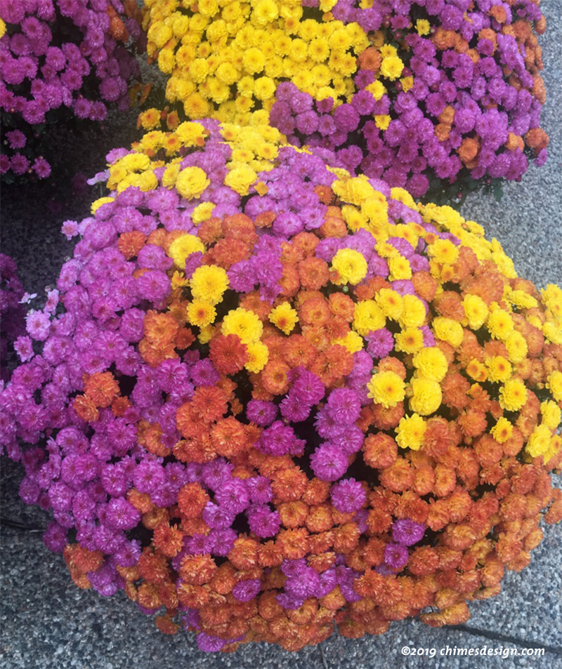 Closeup of Yellow, orange, and purple mums in hanging baskets