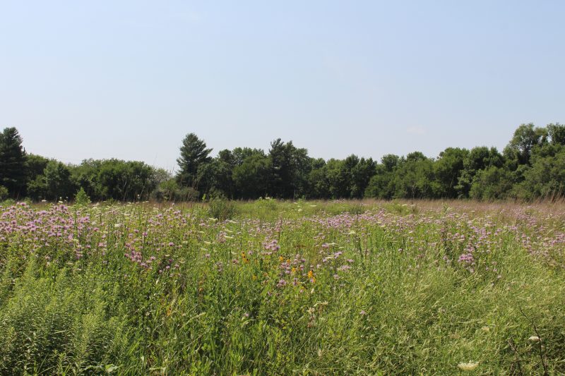 A field of native Iowa wildflowers